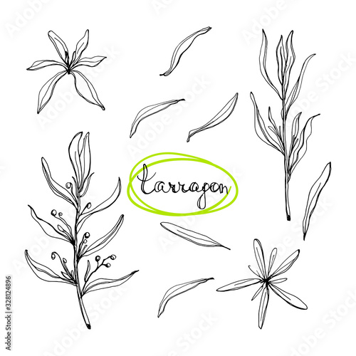 Tarragon sketch. Culinary herbs and salad leaves set. Hand drawn herbs and spices isolated on white background. Vector illustration