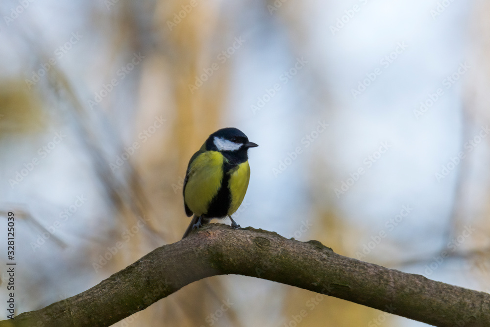 great tit on a branch near the bird feeder great tit on a branch near the bird feeder