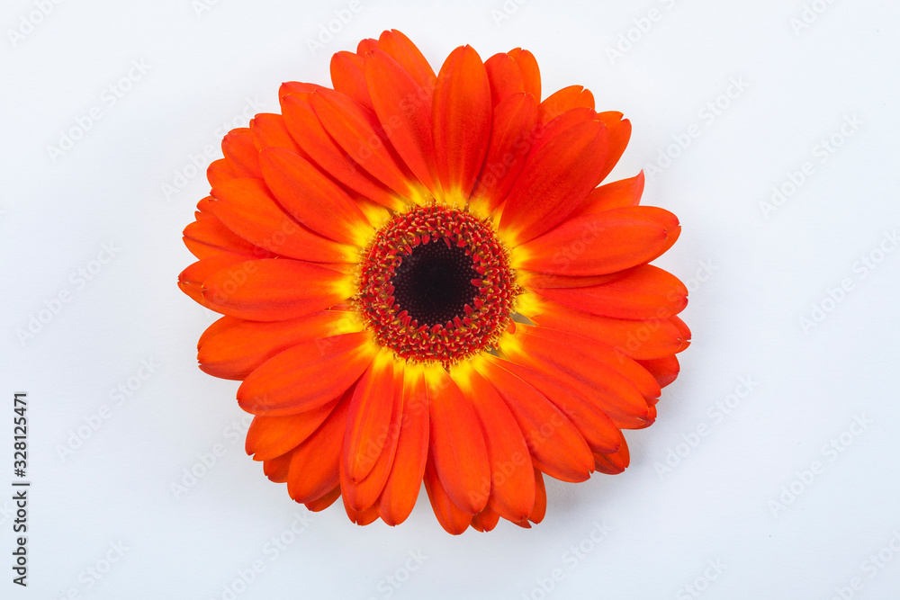 Dark Orange Gerbera Daisy Flower Close Up on White Background Dark Orange Gerbera Daisy Flower Close Up on White Background