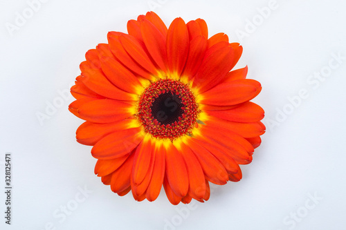 Dark Orange Gerbera Daisy Flower Close Up on White Background