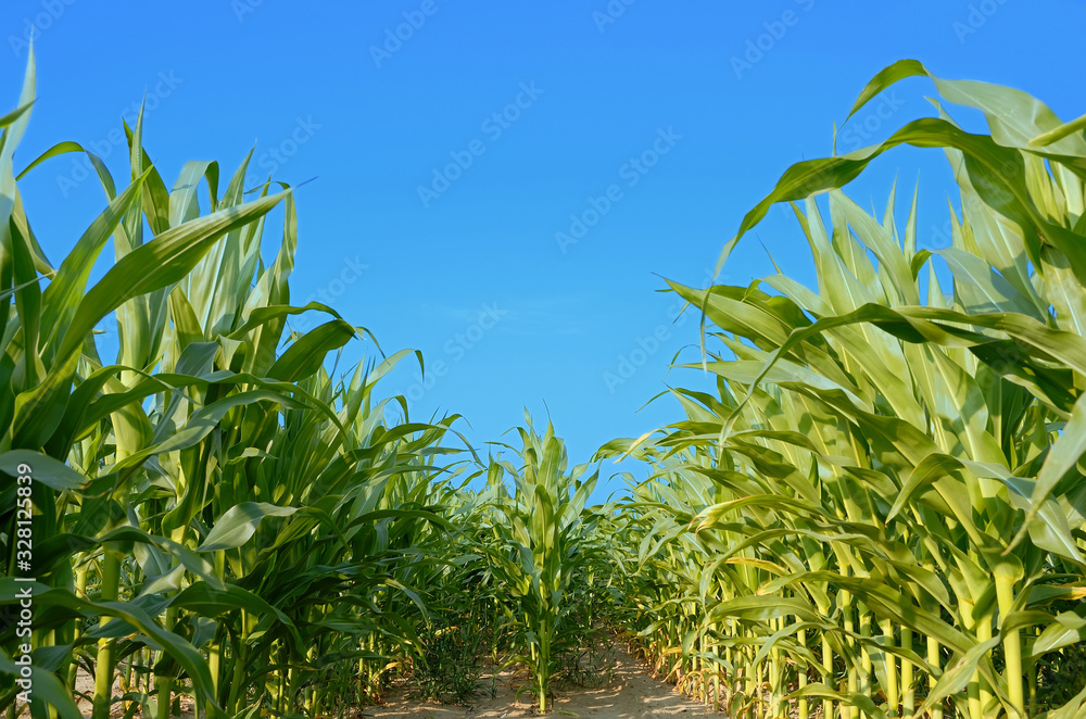 Green field of young corn