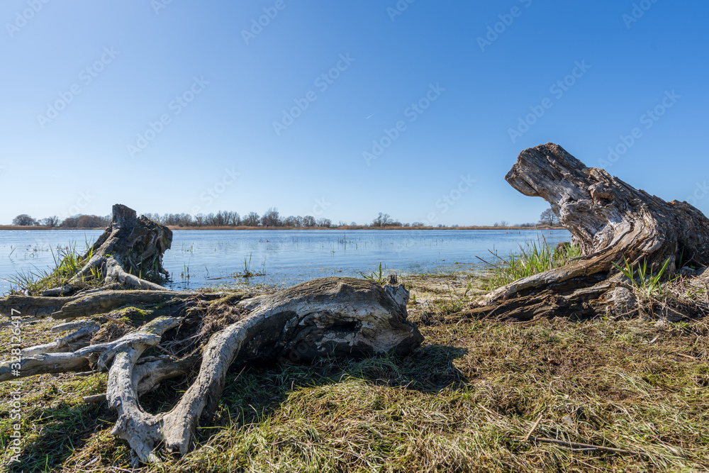 Fototapeta premium Old broken tree
