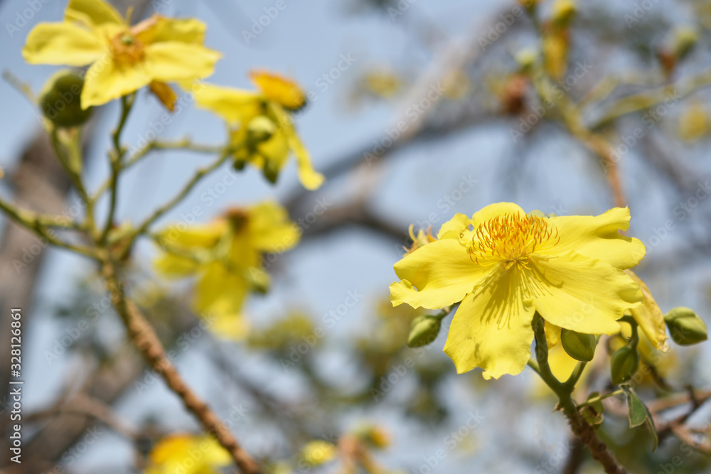 close up of a yellow flower blooming on its stem in the park close up of a yellow flower blooming on its stem in the park