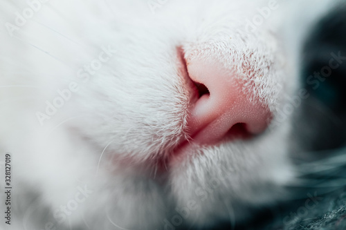 Lovely funny kitten face. White cat's pink nose, macro view. Curious animal portrait close up.