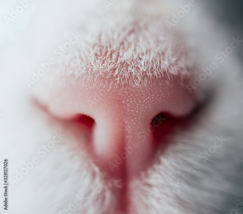 Lovely funny kitten face. White cat's pink nose, macro view. Curious animal portrait close up.
