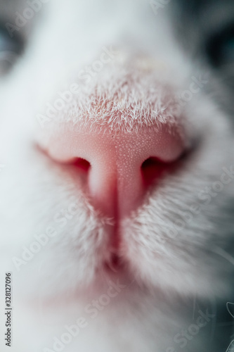 Lovely funny kitten face. White cat's pink nose, macro view. Curious animal portrait close up.