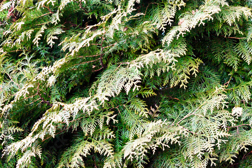 Green christmas twigs of Thuja evergreen coniferous tree on natural background close up view. photo