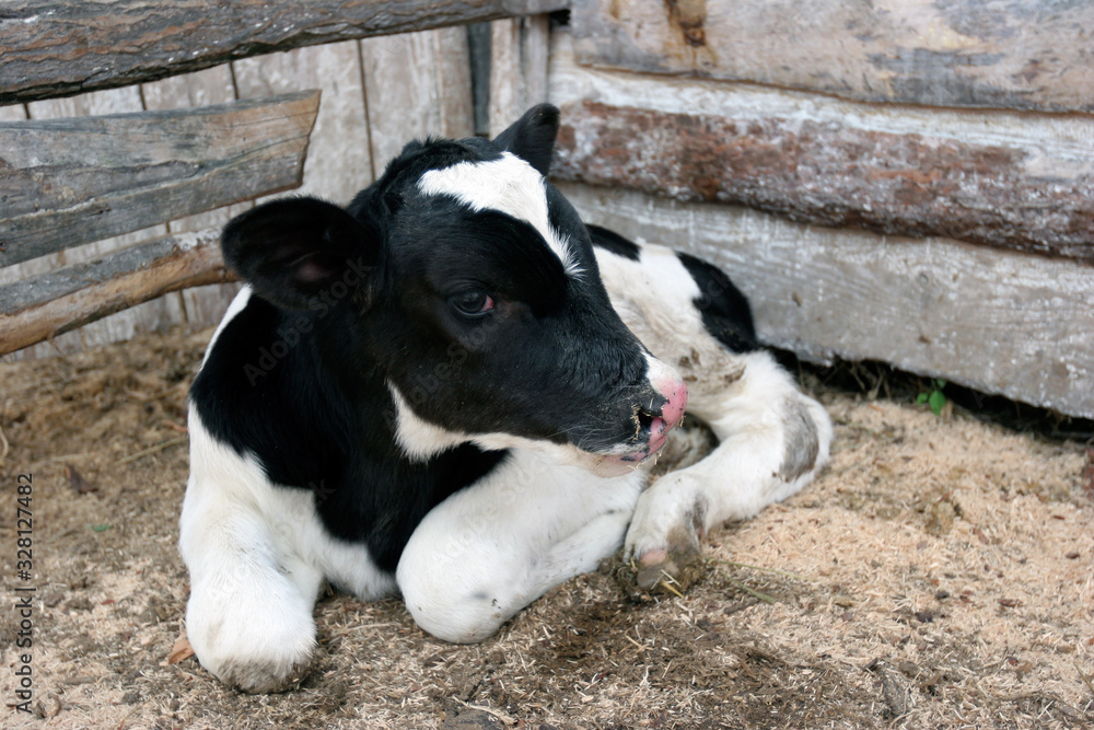 Fototapeta premium A young calf on a farm. Newborn calf lies on the sand in the paddock