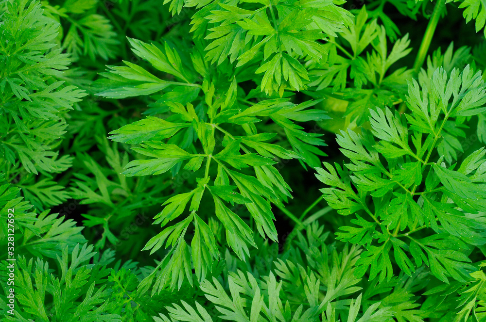 Green parsley. Background. Juicy greens on the window or in the garden. Green parsley. Background. Juicy greens on the window or in the garden.
