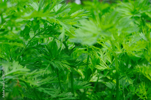 Green parsley. Background. Juicy greens on the window or in the garden.