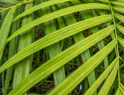 Background green leaf in the nature.