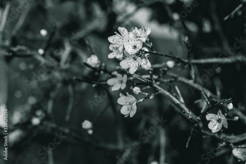 black and white wild plum blossoms bloom and blossom © Tatjana