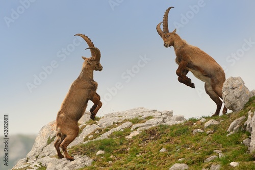 Alpine ibex - Capra Ibex pasturing and mating and dueling in Slovenian Alps. Typical horned animal of the high mountains photo
