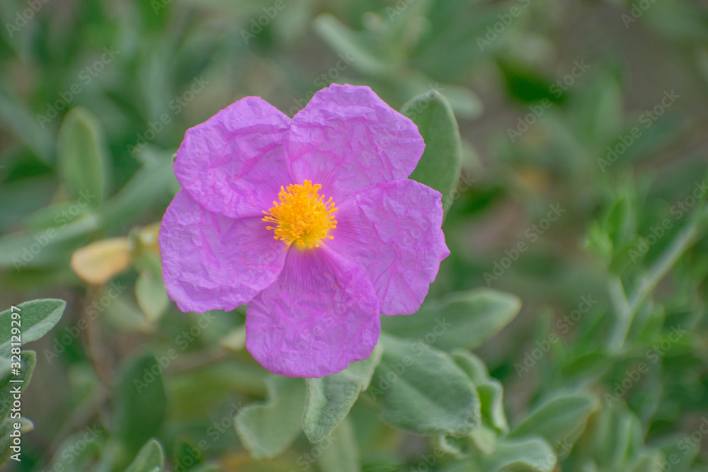 close-up of a beautiful purple flower close-up of a beautiful purple flower