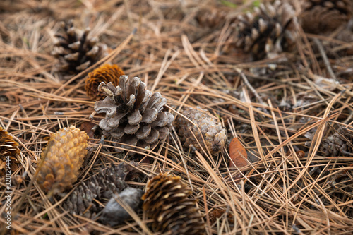 Pine cone in old needles
