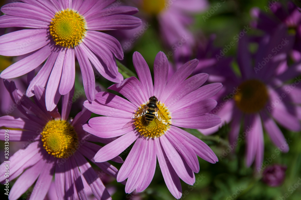 Bee Pollenating Purple Daisy Bee Pollenating Purple Daisy