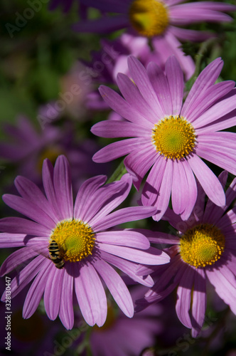 Bee Pollenating Purple Flowers in Garden