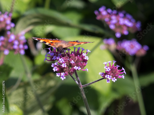 Small Tortoiseshell (Aglais urticae) Feeding on a small blue flower