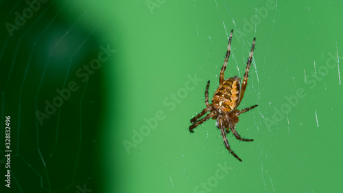 Spider , Web , Kreuzspinne
