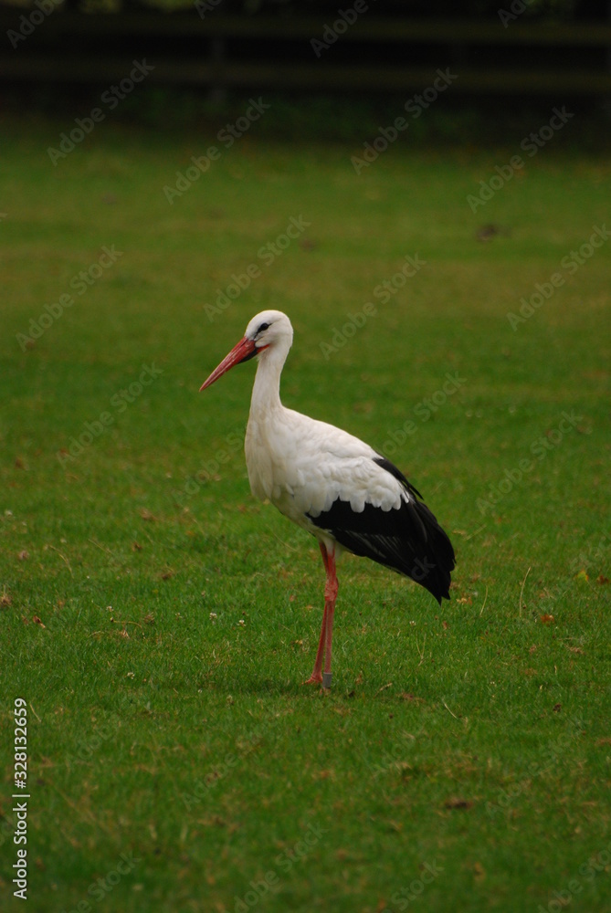 Storch Storch