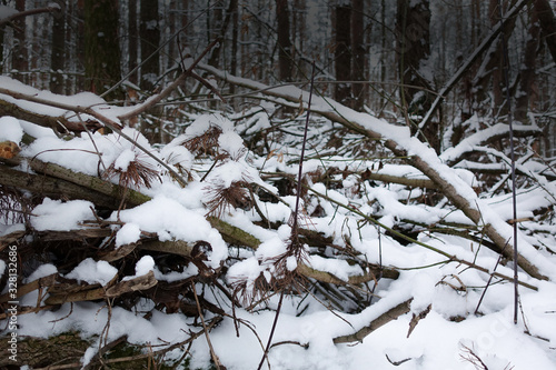 Impassable wild forest with fallen trees in winter. Impassable slope in wild forest. Blockages with snow-covered fallen trees and branches in wilds in winter.