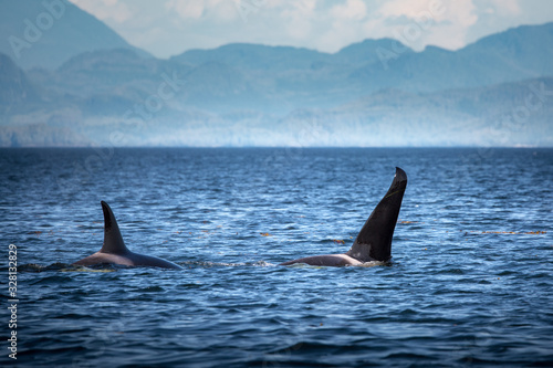 Wild Killer Whale Watching at Vancouver Island, British Columbia, Canada.