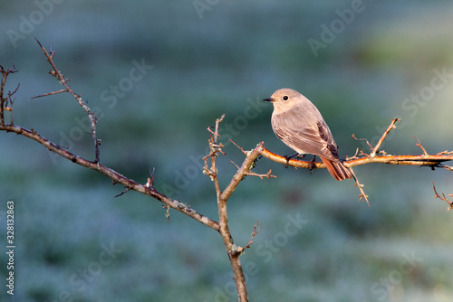 Black redstart female with the first light of dawn