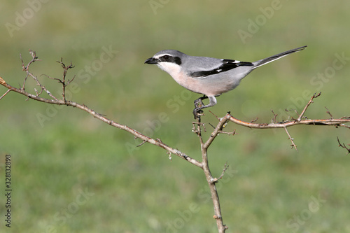 Southern grey shrike, birds, predator, Lanius meridionalis © Jesus