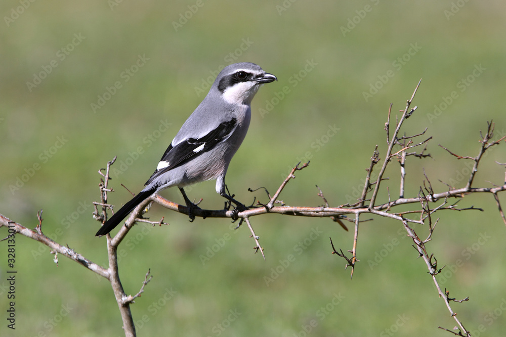 Southern grey shrike, birds, predator, Lanius meridionalis Southern grey shrike, birds, predator, Lanius meridionalis