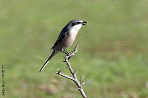 Southern grey shrike, birds, shrike, Lanius meridionalis