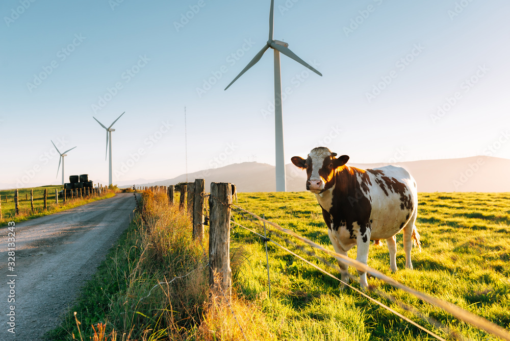 Cow and Wind generators in the background. Nature ecology concept. - obrazy, fototapety, plakaty 