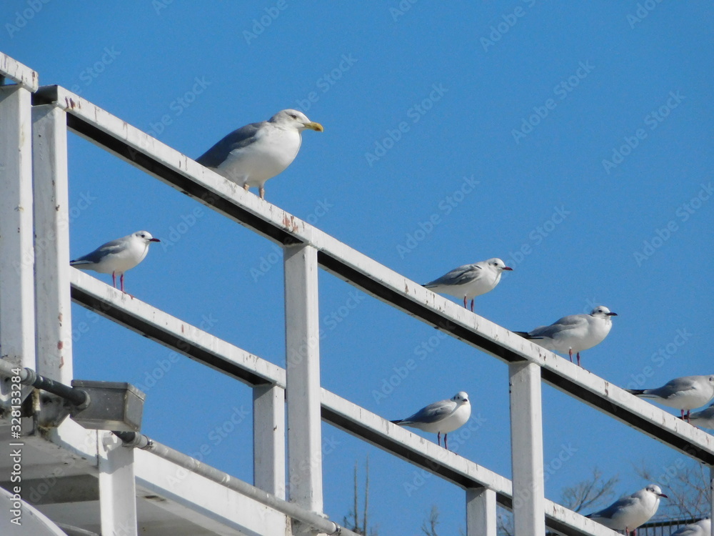 水管橋に留まるセグロカモメとユリカモメ