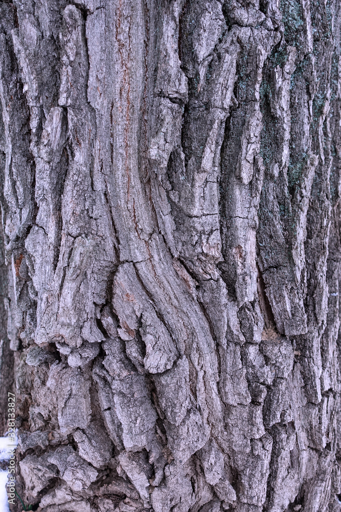 Tree bark texture full frame in nature. purple background Tree bark texture full frame in nature. purple background