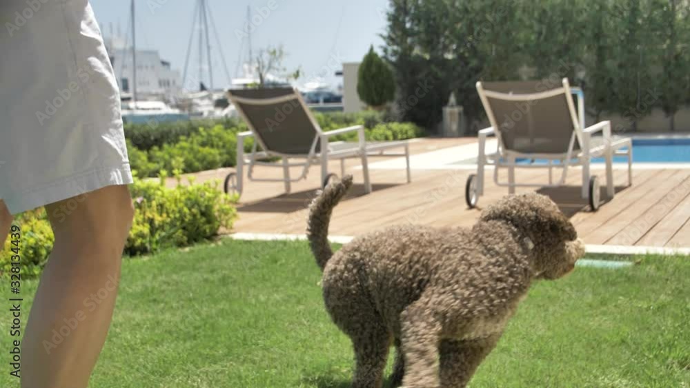 Lagotto romagnolo dog runs to the pool for a ball Lagotto romagnolo dog runs to the pool for a ball