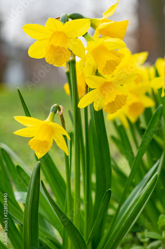 Fototapeta Naklejka Na Ścianę i Meble -  yellow daffodil - Narcissus pseudonarcissus
