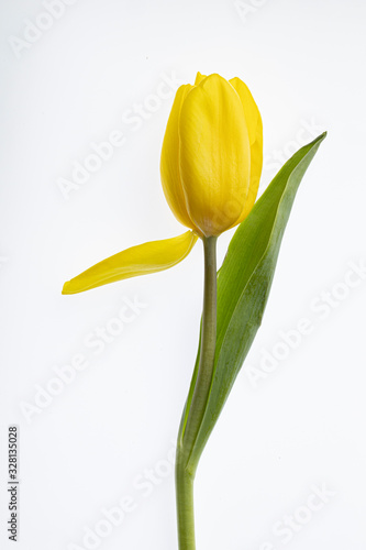 Yellow tulip with one droopy petal isolated on white