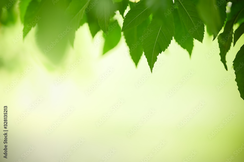 Close up of beautiful nature view green leaf on blurred greenery background under sunlight with bokeh and copy space using as background natural plants landscape, ecology wallpaper concept. Close up of beautiful nature view green leaf on blurred greenery background under sunlight with bokeh and copy space using as background natural plants landscape, ecology wallpaper concept.