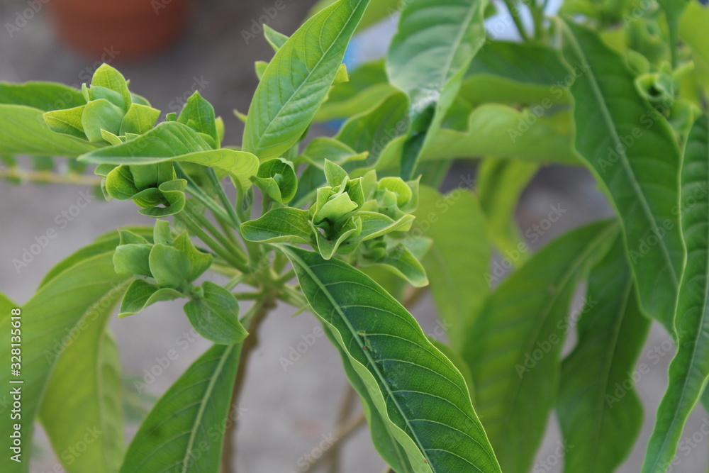 Adhatoda Root Adhatoda Zeylanica