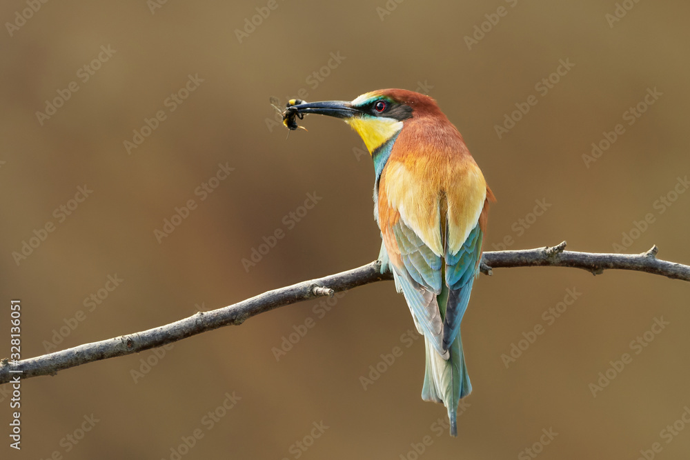 Merops apiaster or European Bee-eater bird with prey in its beak, perched on branch. Merops apiaster or European Bee-eater bird with prey in its beak, perched on branch.