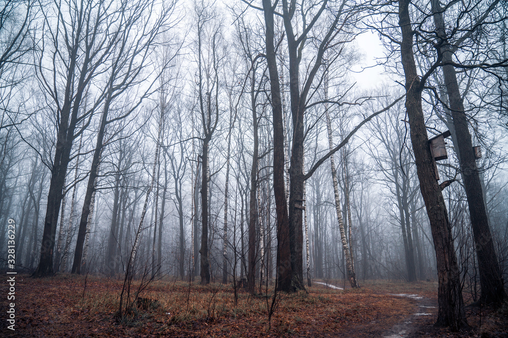 Obraz premium morning in the forest