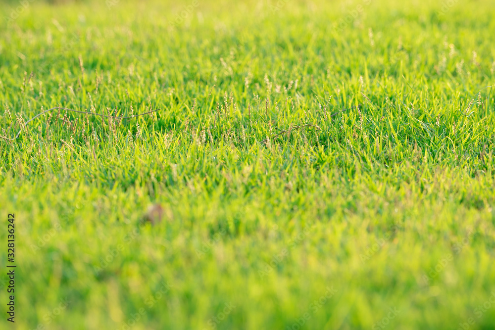Closeup leaves of grass grows in the field with sunlight in sunny day Closeup leaves of grass grows in the field with sunlight in sunny day