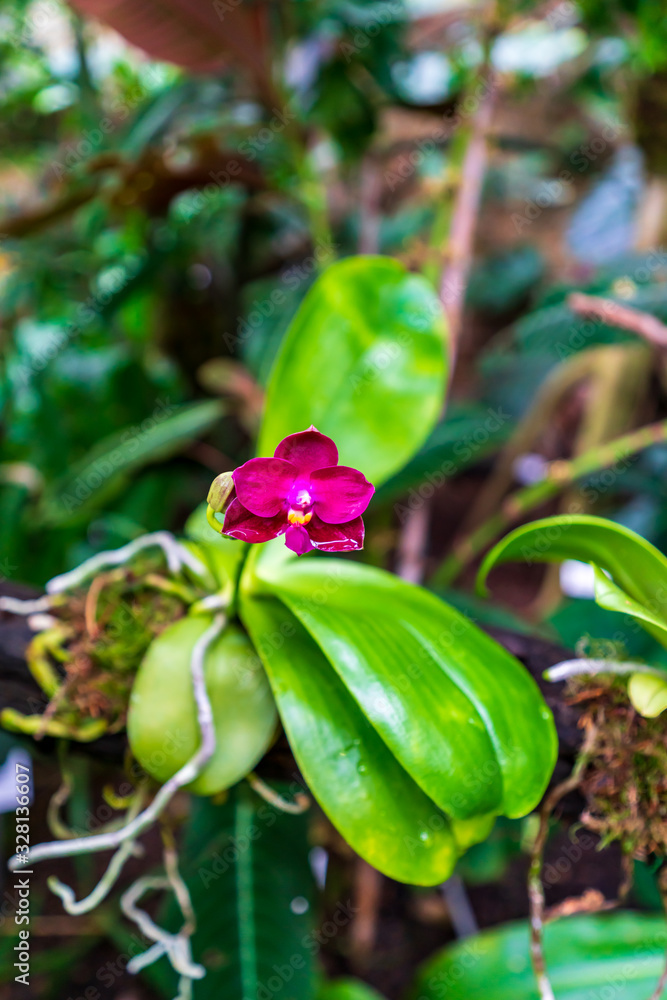 Purple orchid, beautiful blooming flower Purple orchid, beautiful blooming flower