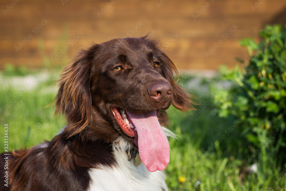 Portrait of Small Munsterlander dog