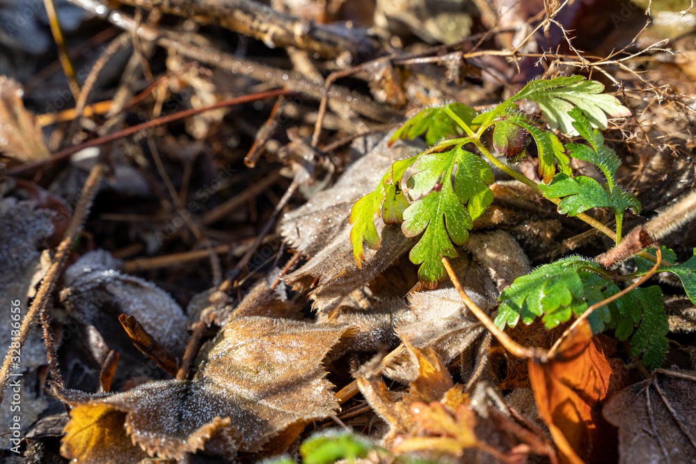 Frozen leaves maple on ground morning winter green Frozen leaves maple on ground morning winter green