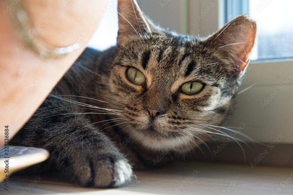 Beautiful cat sleeping on radiator by the window.. Beautiful cat sleeping on radiator by the window..