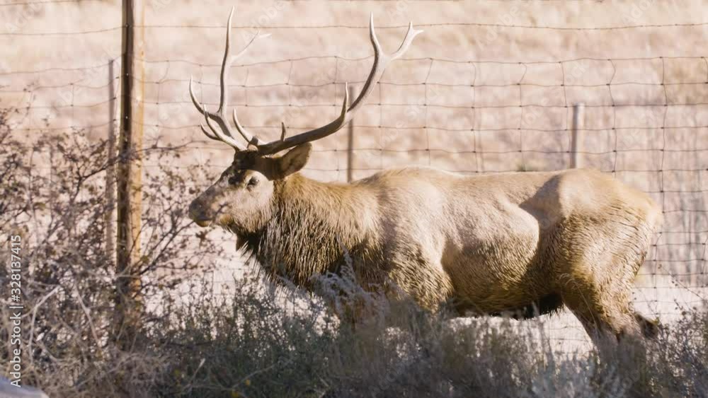 A herd of wild elks in the Rocky Mountain National Park A herd of wild elks in the Rocky Mountain National Park