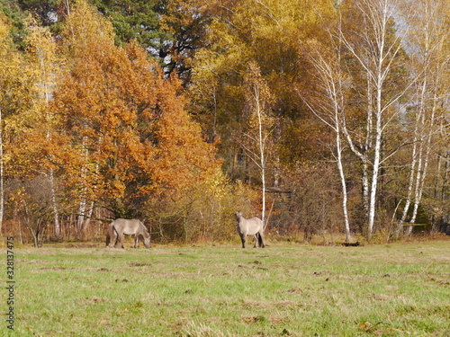 Fototapeta Naklejka Na Ścianę i Meble -  konie i piękna polska jesień w tle
