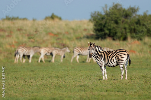 Fototapeta Naklejka Na Ścianę i Meble -  Herd of plains zebras (Equus burchelli) in natural habitat, South Africa.
