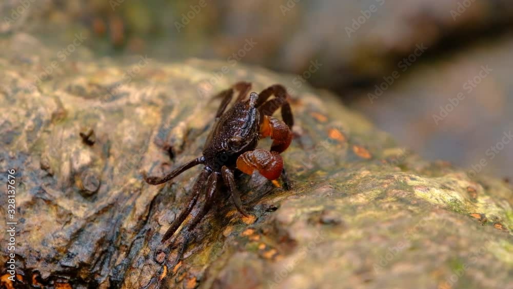 Thai vinegar crab (Chiromanthes eumolpe) eating Lichen on the rock. Thai vinegar crab (Chiromanthes eumolpe) eating Lichen on the rock.
