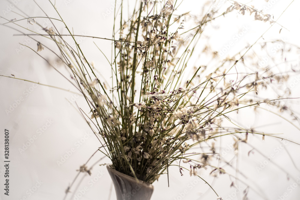 Fototapeta premium Heather in a vase on a white background